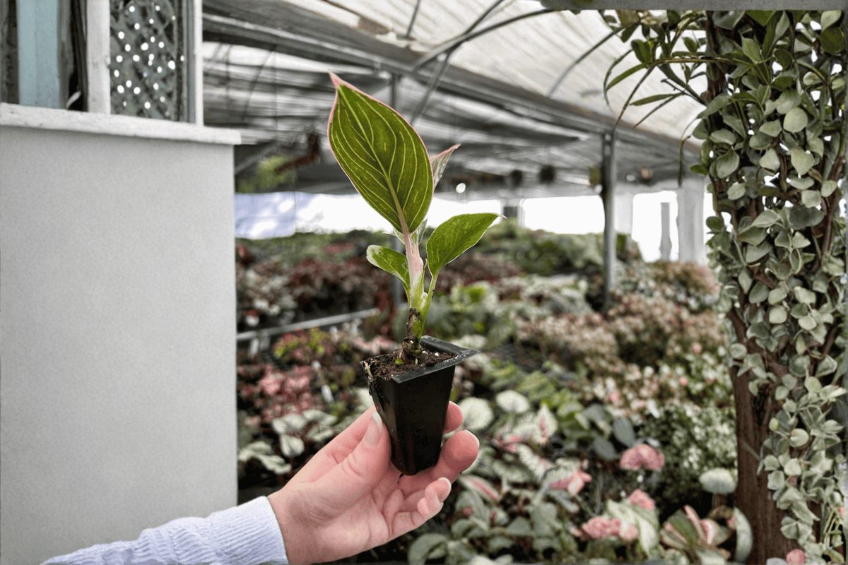 Aglaonema Pink Lady Starter Plants (2) in Soil Pods | Red Pink Lady