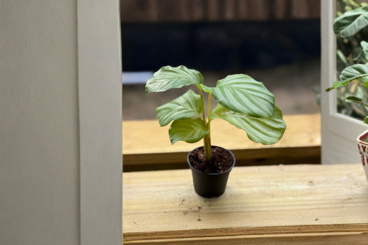Calathea Orbifolia Live Plant - Rooted Starter Plant, Pet Safe Indoor Tropical