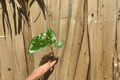 Alocasia Calidora Starter Plants (2) | Bare Root Live Starter Plants