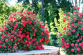 Double Knock Out Red Rose Bush - 3 Gal Live Plant