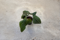 Anthurium Radicans x Luxurians Live Plant | 4 Inch Pot