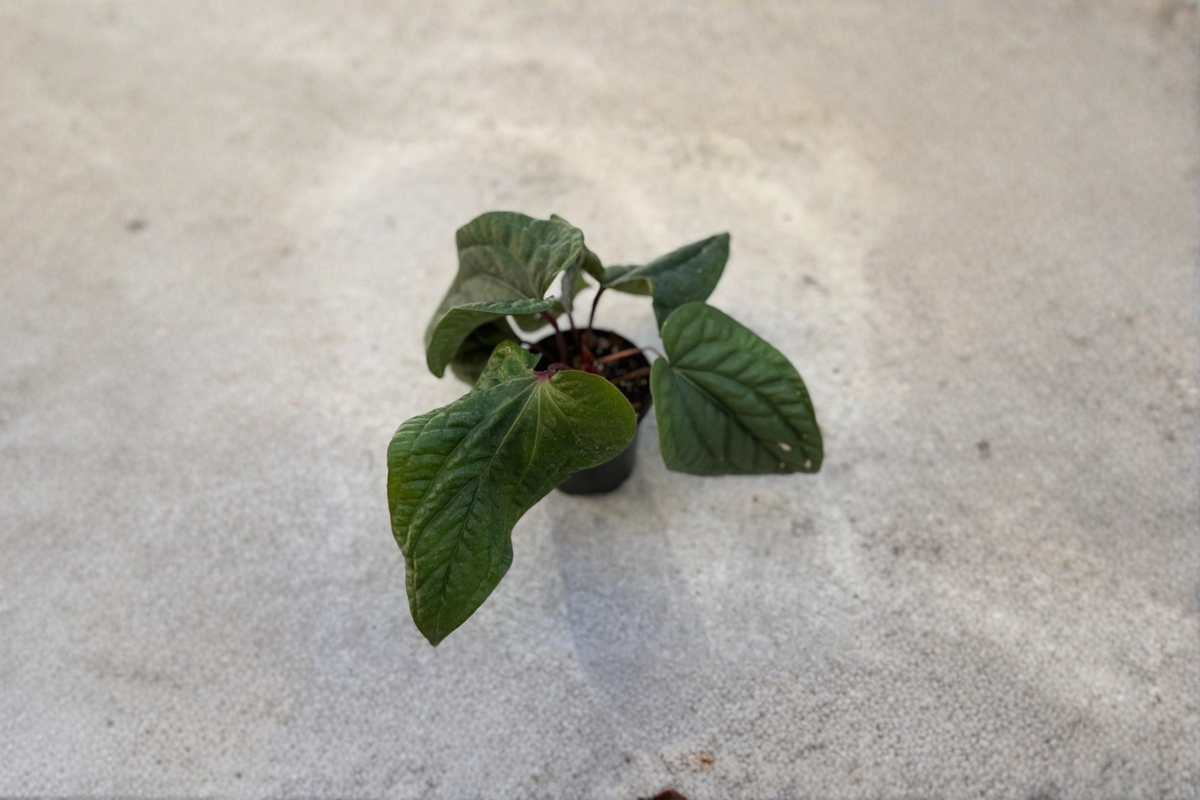 Anthurium Radicans x Luxurians Live Plant | 4 Inch Pot