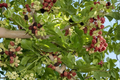 Weeping Mulberry Tree - 1 Gallon Live Potted Ornamental Tree