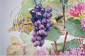 Champanel Grape Vine - 3 Gal Live Plant for Trellis | Fruit Producing Vitis Vine spp.