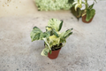 Manjula Pothos Live Plant - Rooted Cutting in 3-Inch Pot | Variegated Epipremnum aureum