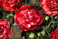 Japanese Camellia Laura Walker (Camellia japonica) 3 Gallon - Pink Variegated Evergreen Shrub