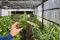 Aglaonema Thai Snowflake Live Starter Plants – 2 Plants