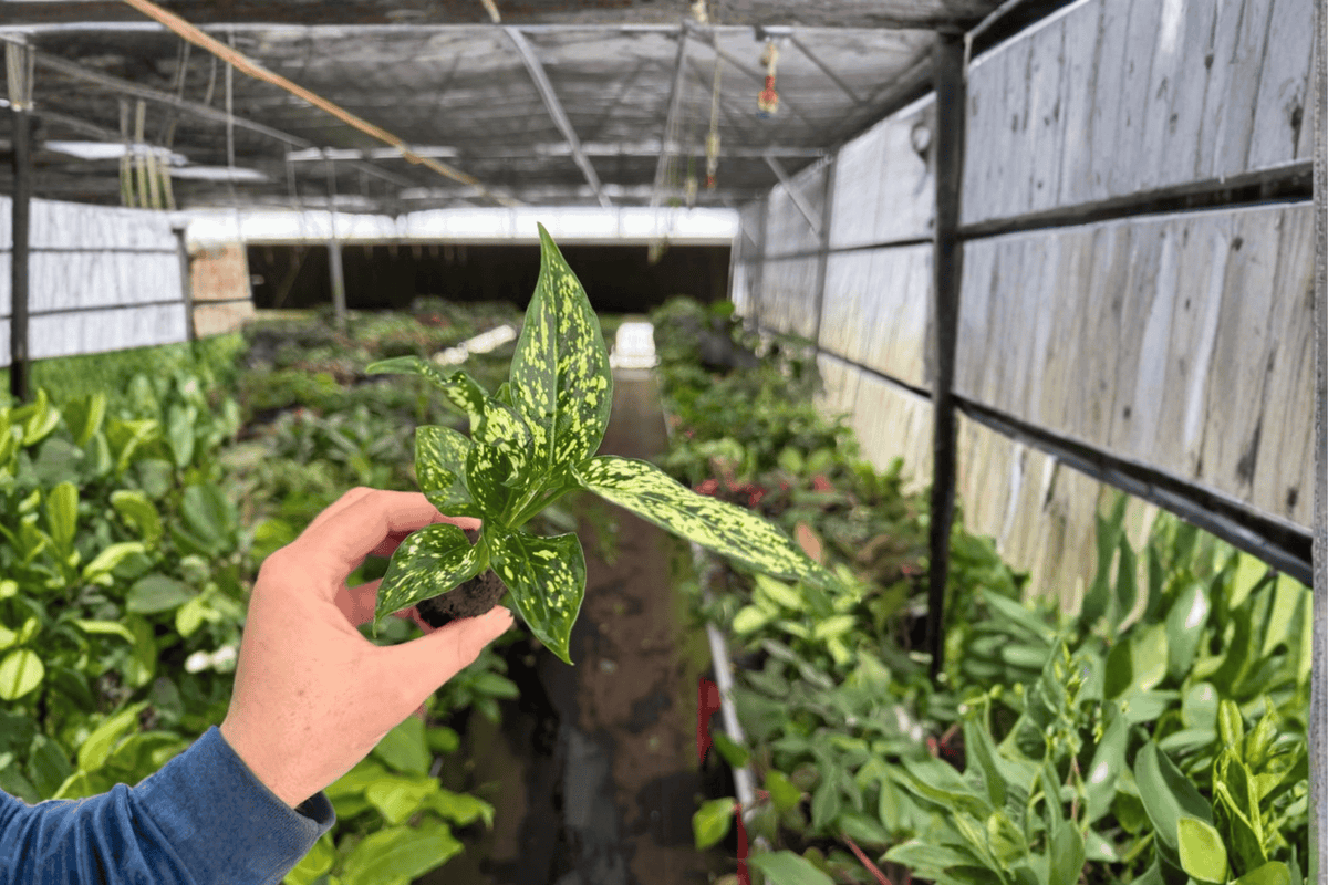 Aglaonema Thai Snowflake Live Starter Plants – 2 Plants