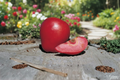 Redlove Calypso Apple Tree - Grafted Semi-Dwarf, 1 Gallon Pot, ~4 ft