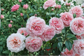 Tournament of Roses Coral Pink Rose Bush - 5 Gal Live Plant