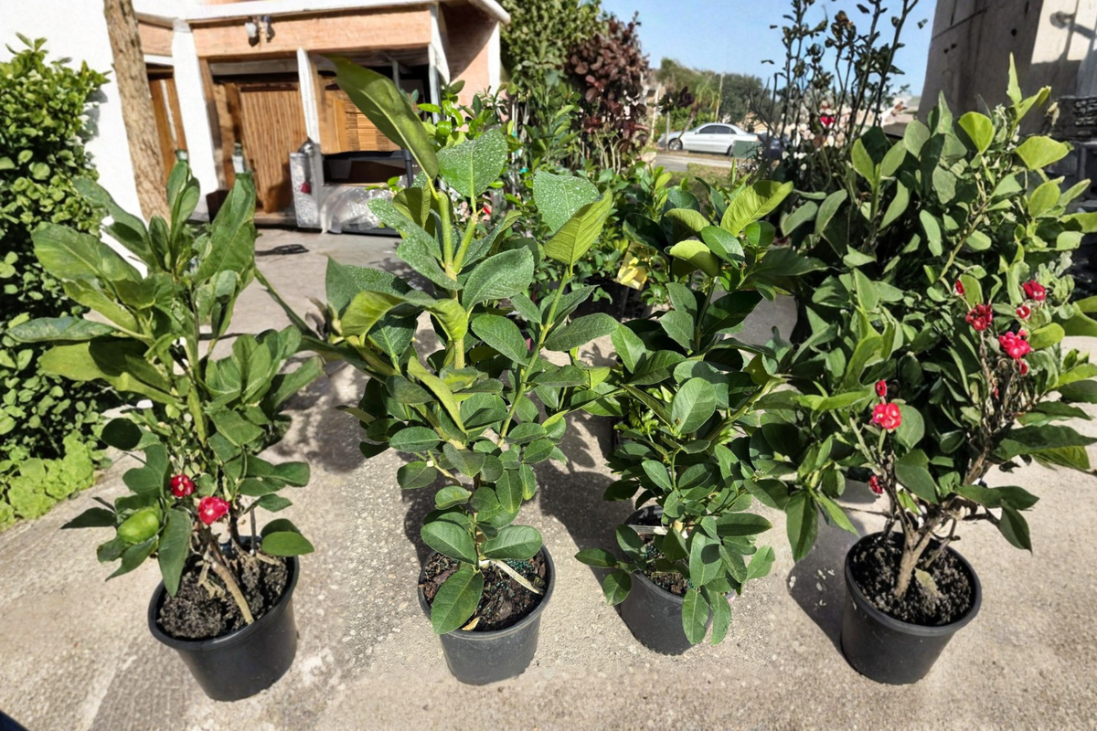 Ponderosa Lemon Tree - Air Layered Citrus Live Plant ~3ft Tall with Flowers