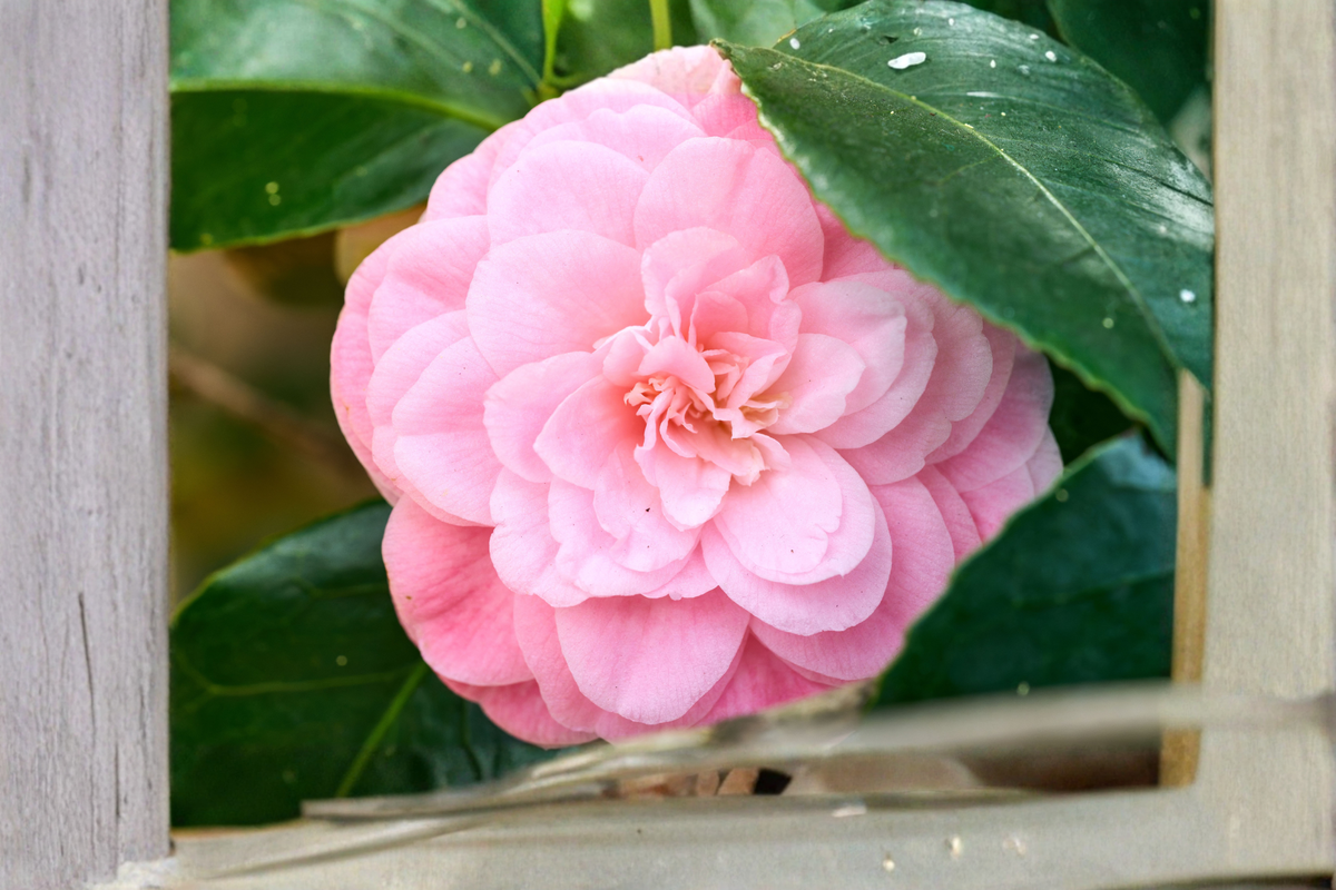 Pink Perfection Camellia japonica - Rooted Starter Plant, Pink Blooms, Evergreen Shrub