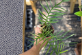 Philodendron Tortum - Fully Rooted 4-inch Live Plant
