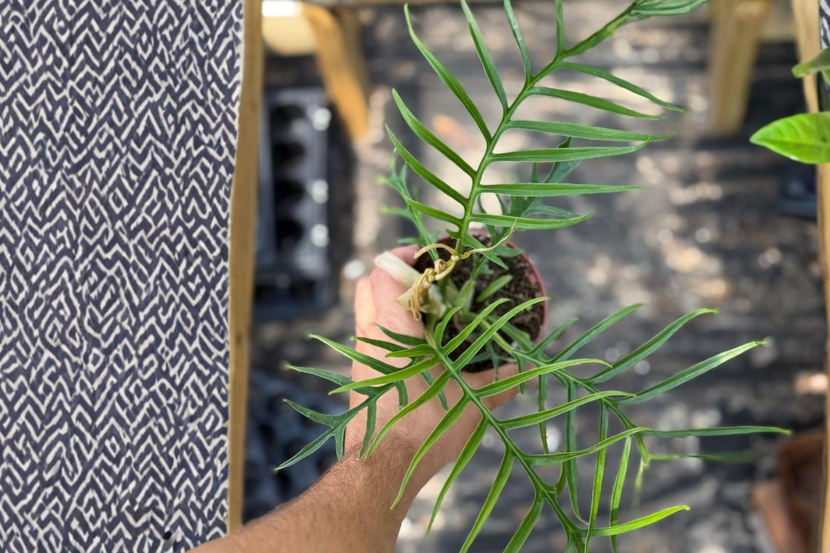 Philodendron Tortum - Fully Rooted 4-inch Live Plant