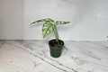 Monstera Obliqua Peru Live Plant - 3-4 Inch Pot | Rare Tropical Houseplant