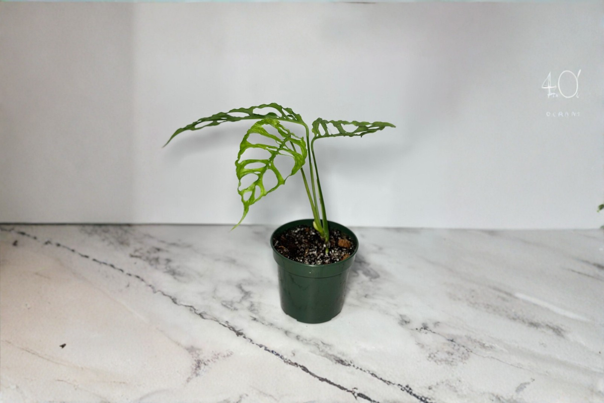 Monstera Obliqua Peru Live Plant - 3-4 Inch Pot | Rare Tropical Houseplant