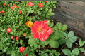 Piñata Rose - Yellow Orange Bicolor Rose Bush (5 Gal) Live Plant