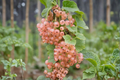 Champagne Pink Currant - 1 Gallon Pot, 2–3 ft Tall Live Berry Shrub