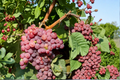 Red Flame Seedless Grape Vine – 4-6 ft Live Plant for Trellis, Sun-loving, Seedless Red Grapes