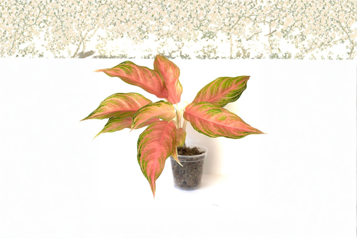 Aglaonema Panama Pink - Rooted Starter Plant | Chinese Evergreen Indoor Plant