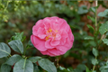 Japanese Camellia 'Marie Bracey' 1 Gallon Live Plant - Pink Flowering Evergreen Shrub