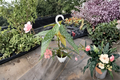 Begonia White Ice Angel Wing Live Plant, Rooted 4.5 Inch Hanging Pot