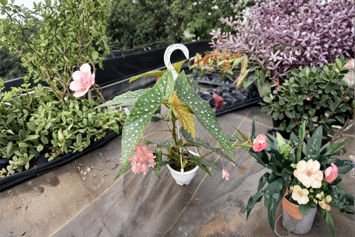 Begonia White Ice Angel Wing Live Plant, Rooted 4.5 Inch Hanging Pot