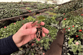 Anthurium Caliente Starter Plants (2) – Live Tray-Grown Anthurium Caliente