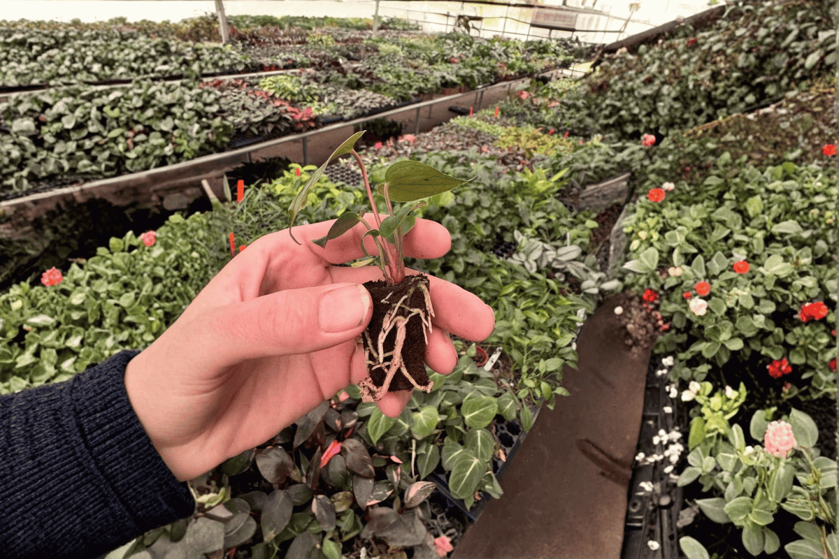 Anthurium Caliente Starter Plants (2) – Live Tray-Grown Anthurium Caliente