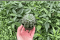Echeveria Silver Star Starter Plants – 2 Live 2-Inch Nursery Size, Soil Pod
