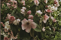 Cameo Flowering Quince - Chaenomeles speciosa 'Cameo' Live Plant in 3.5in Pot