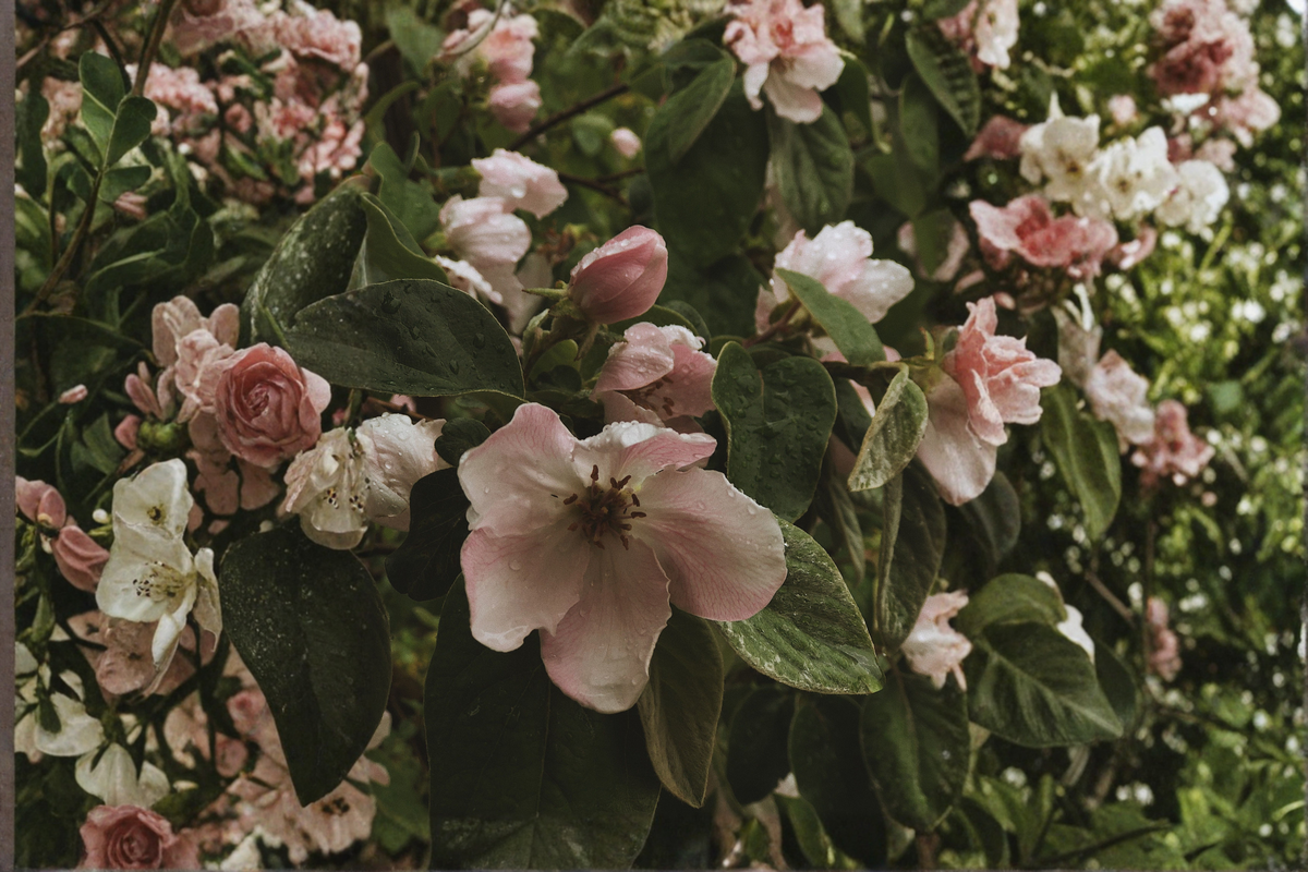 Cameo Flowering Quince - Chaenomeles speciosa 'Cameo' Live Plant in 3.5in Pot