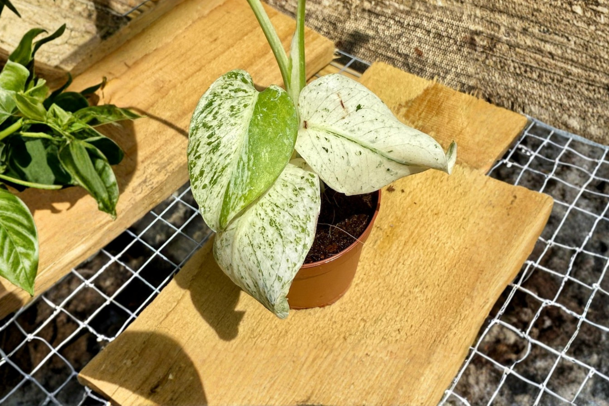 Monstera White Monster Albo Live Plant - 2 Inch Starter, Variegated Monstera Deliciosa