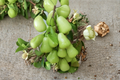 Green Wax Apple Tree (Syzygium samarangense) - Air Layered 3-Gallon Pot, Jumbo Size
