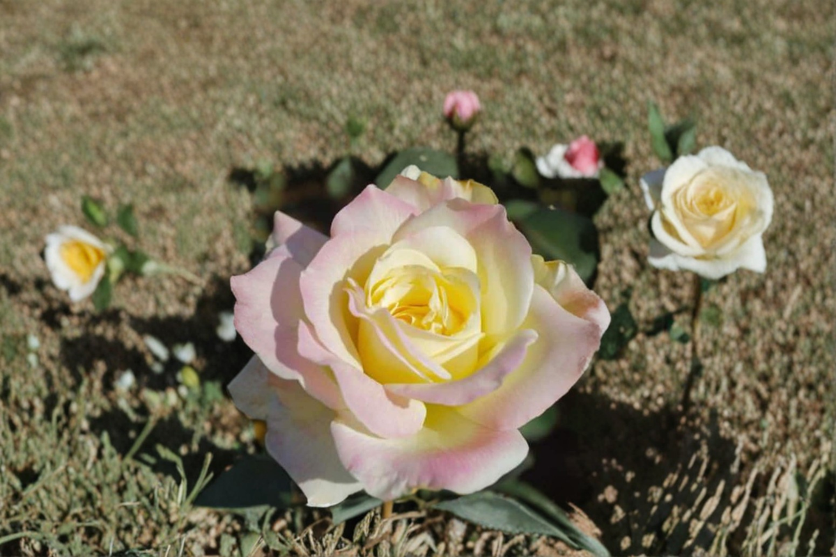 Garden Party Hybrid Tea Rose - 1 Gal Live Plant (Yellow/White/Pink) Garden Rose Bush
