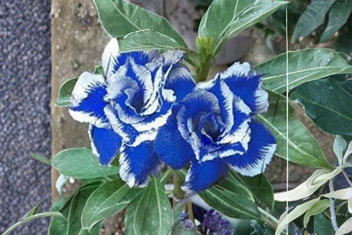 Desert Rose Triple Crown Seeds (Adenium obesum) - 10 Seeds for Indoor Pot or Outdoor Garden