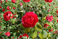Japanese Camellia Mathotiana 1 Gallon Live Plant | Camellia japonica Red Evergreen Shrub