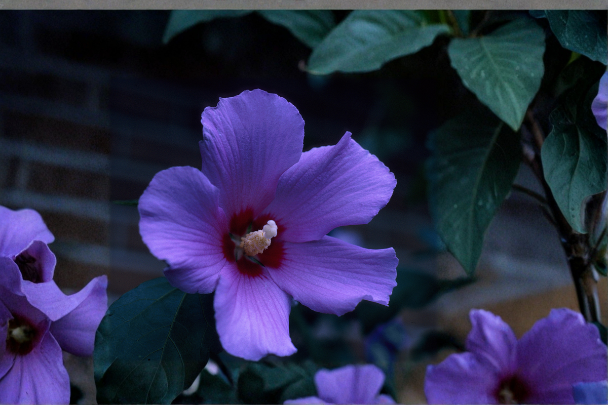 Rose of Sharon Hibiscus Live Plants - Rooted Starter Seedlings (Set of 2) Purple Flowers