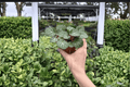 Strawberry Begonia (Saxifraga stolonifera) - 2 Live Plants in 4-Inch Pots