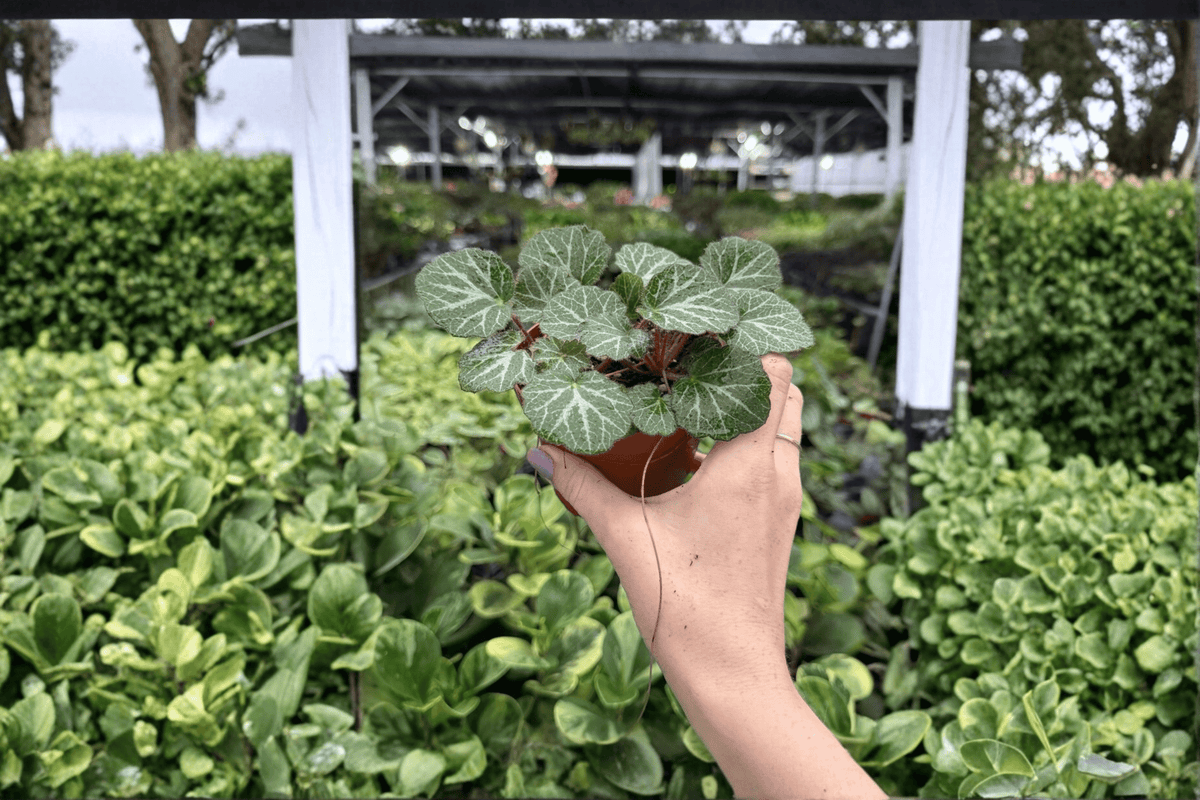 Strawberry Begonia (Saxifraga stolonifera) - 2 Live Plants in 4-Inch Pots
