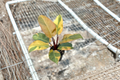Philodendron Black Cardinal Variegated Rooted 4-Inch Pot - Rare Tropical Houseplant