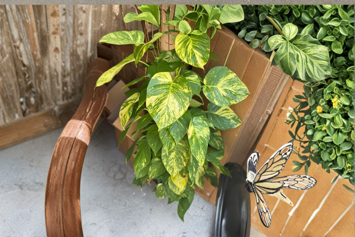 Golden Hawaiian Pothos - Large Leaf, Totem Pole, 8-Inch Pot Live Plant