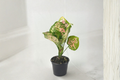 Aglaonema Anyamanee Tricolor Live Plant - Pink Green Cream Variegated Indoor Houseplant