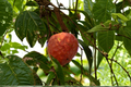 Red Custard Apple Tree (Annona reticulata) Live Plant — 2 ft+, Tropical Fruit