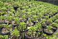 Peperomia Fire Sparks Live Plant - Starter rooted node, 4" pot ready, Pet Safe