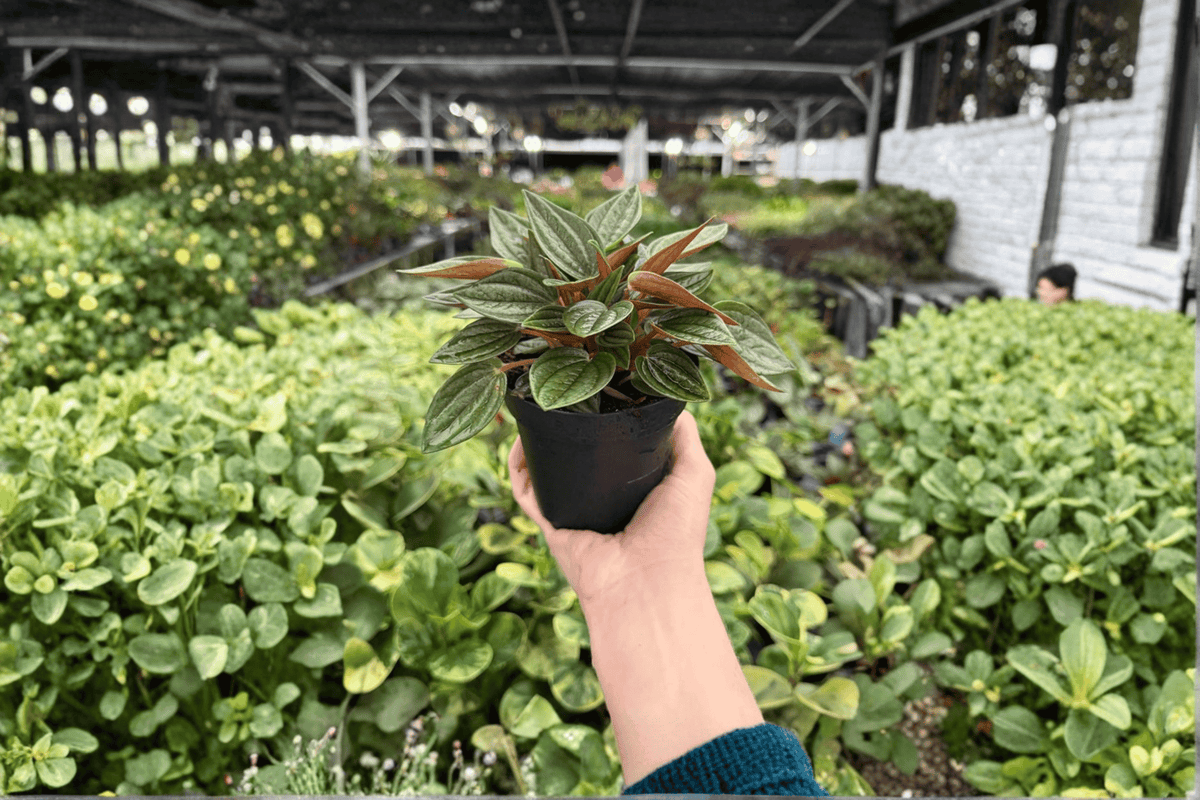 Peperomia Rosso (Peperomia caperata ‘Rosso’) – 2 Live Plants in 4-Inch Pots