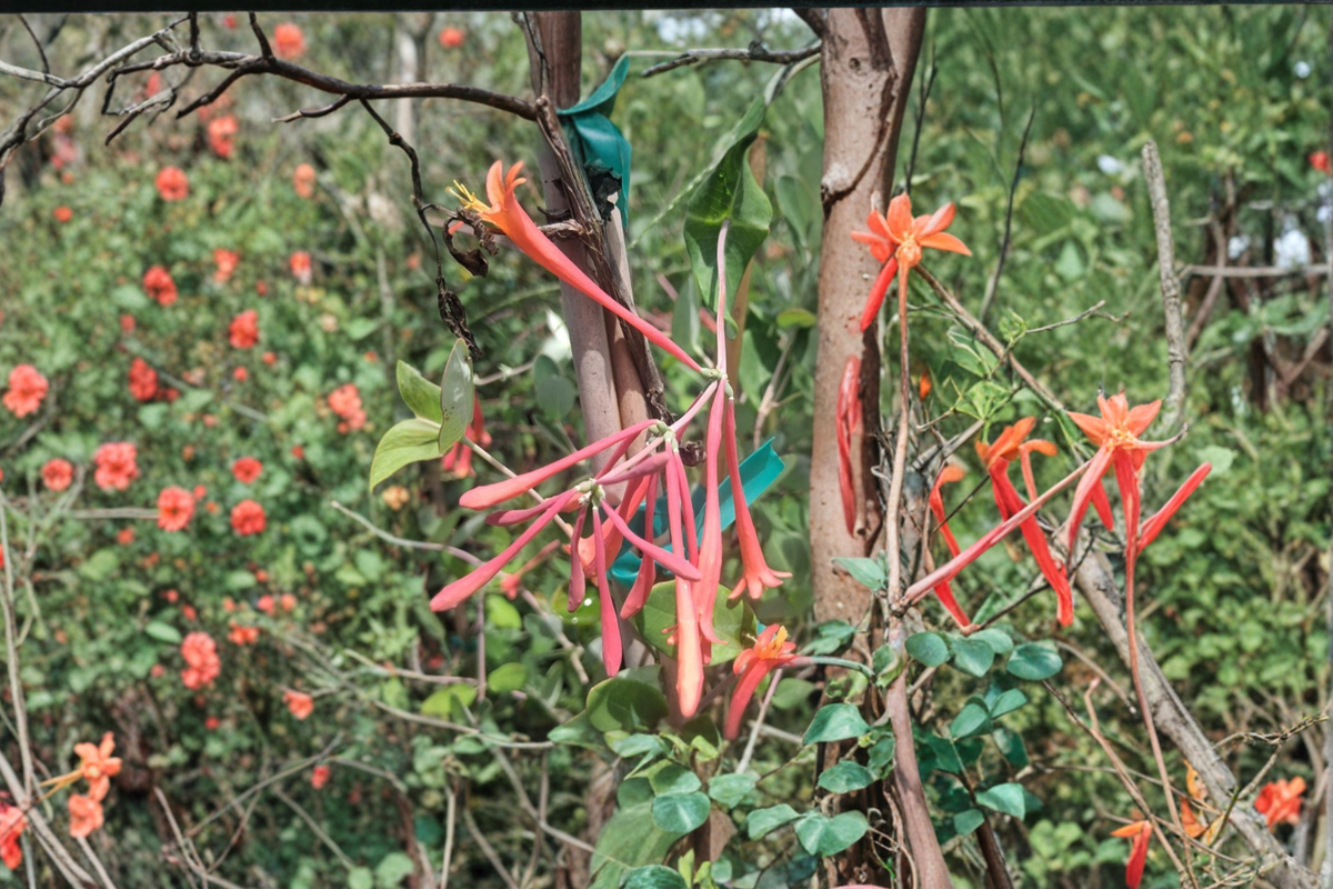 Coral Honeysuckle Vine 1 Gal Live Plant Lonicera sempervirens