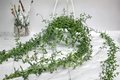 String of Pearls - Curio rowleyanus Live Succulent Cutting in 6 Inch Pot