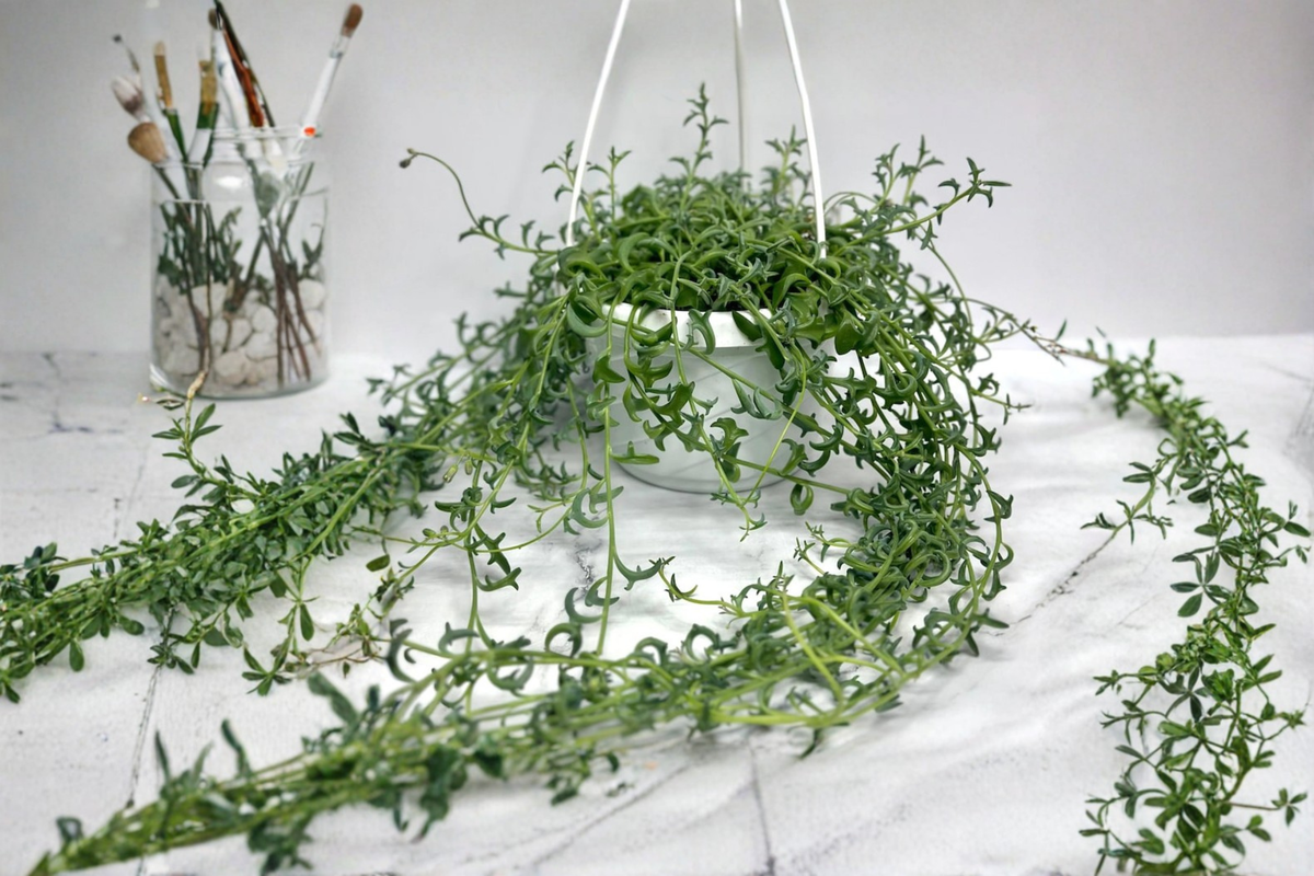 String of Pearls - Curio rowleyanus Live Succulent Cutting in 6 Inch Pot
