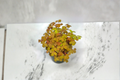 Oxalis Triangularis Purple Shamrock Live Plant - Rooted 4 Inch Pot